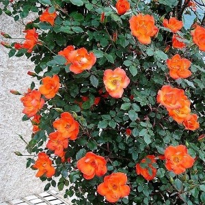 WARM WELCOME (climber)
